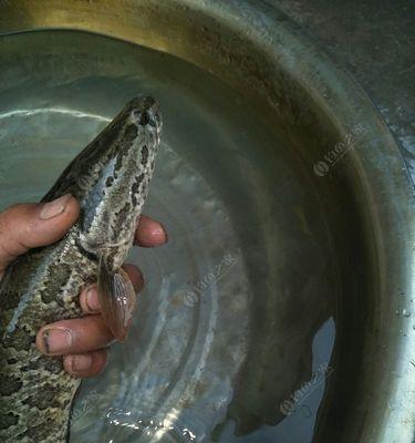七浅七深钓鱼技巧适合钓什么鱼种？