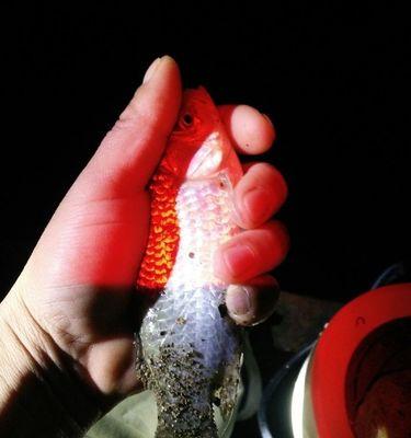 秋天夜钓鲤鱼时应使用哪些饵料？如何提高钓鱼技巧？