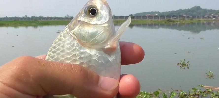 如何调整浮标的调目钓目？钓鱼技巧有哪些？