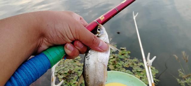 钓鱼技巧如何开饵？开饵的正确方法和常见错误有哪些？