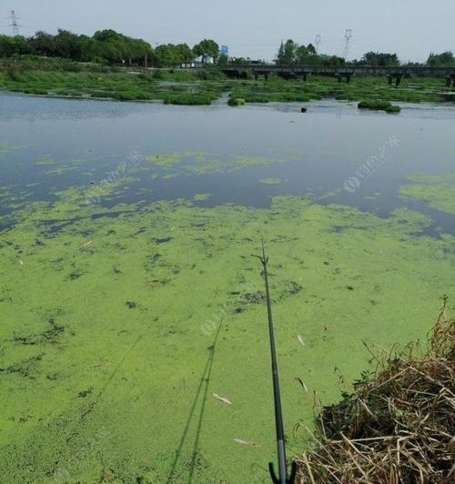 如何找到鲫鱼窝点？掌握钓鱼技巧提高渔获量！