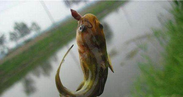 自制蚯蚓穿钩器的钓鱼技巧是什么？如何提高自制穿钩器的效率？