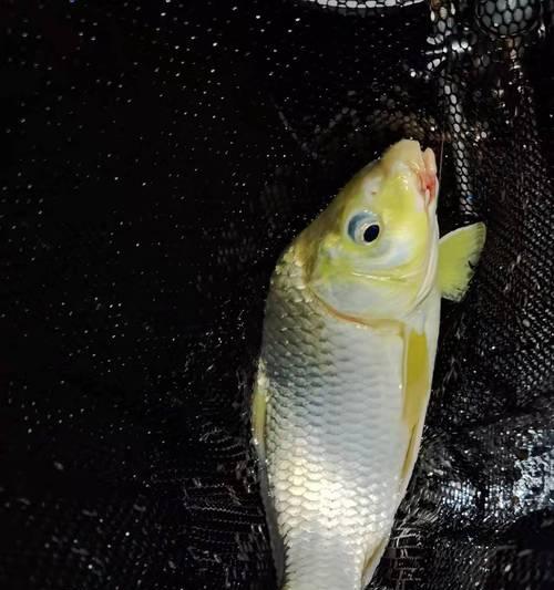 散炮钓鱼技巧怎样使用？效果最佳的使用方法是什么？
