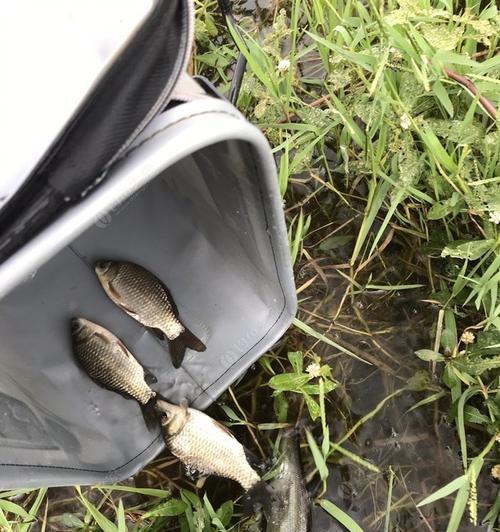深秋如何运用草窝钓法提高钓鱼技巧？常见问题有哪些？