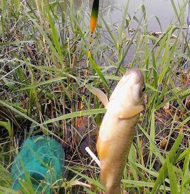 钓鱼技巧什么时候该起钩？掌握最佳起钩时机提高渔获量！