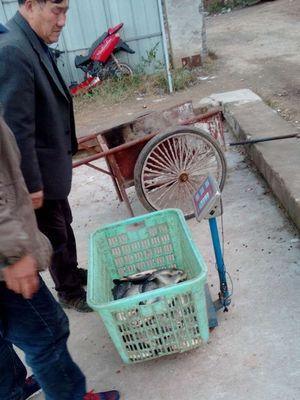 偷驴钓鱼技巧是什么？如何有效掌握偷驴钓鱼方法？
