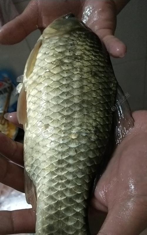 如何用钓鱼技巧钓到大板鲫？常见问题有哪些？