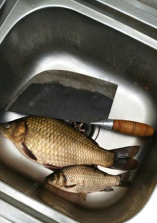 如何用钓鱼技巧教程钓到鲤鱼？鲤鱼钓鱼技巧有哪些常见问题？