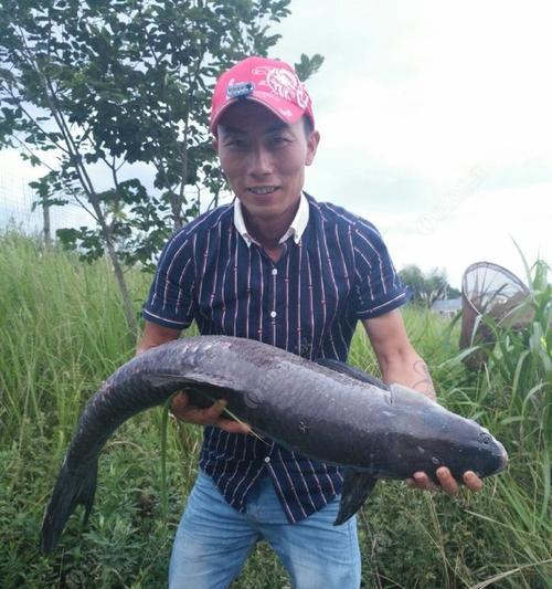 如何用钓鱼技巧钓到更多青鱼？青鱼钓鱼教程常见问题解答？