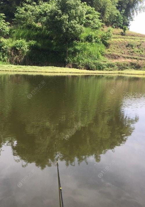 如何在山塘钓到草鱼？掌握这些技巧轻松上钩！