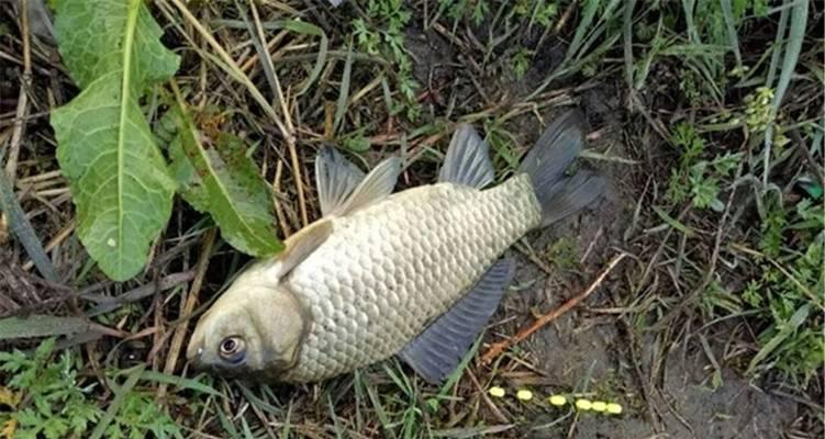 钓鱼技巧是钓低还是钓浮？如何根据鱼情选择合适的钓法？