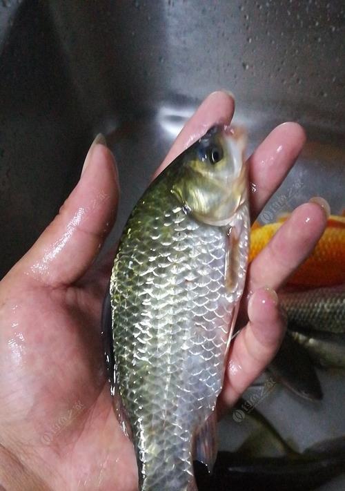 手竿钓大鲫鱼的技巧有哪些？如何提高钓大鲫鱼的成功率？