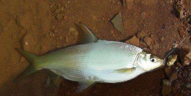 钓鱼时钓多深最为合适？掌握最佳水深提高渔获量！