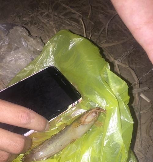 夜钓技巧有哪些？如何提高夜钓的成功率？