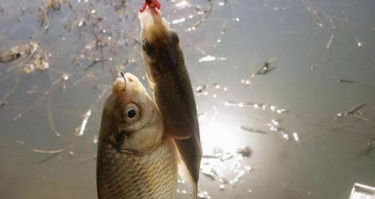 钓鱼技巧：如何正确打窝才能享受最过瘾的垂钓体验？