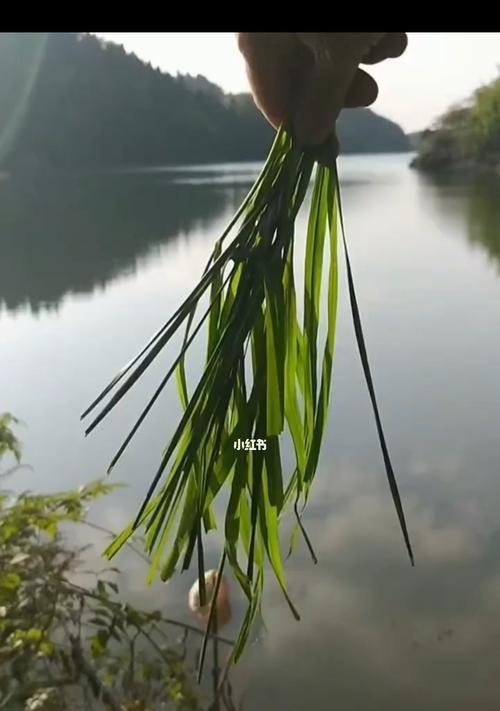 如何永久保存钓鱼技巧？双击操作真的有效吗？