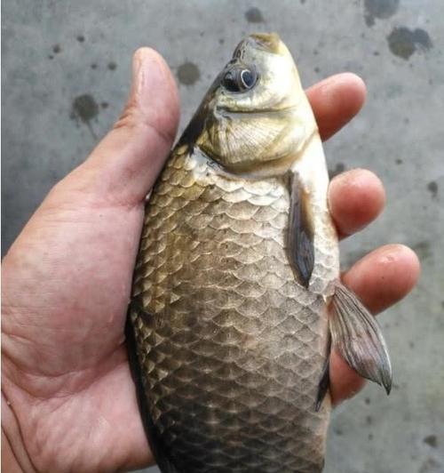 水底杂物多时如何钓鲫鱼？掌握这些技巧轻松应对！