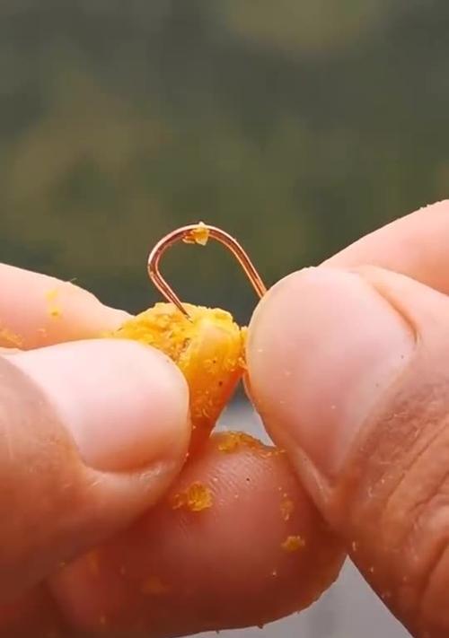 如何正确使用玉米作为钓鱼素饵？玉米钓鱼技巧有哪些常见问题？