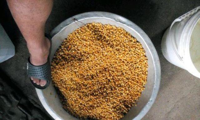 如何正确使用玉米作为钓鱼素饵？玉米钓鱼技巧有哪些常见问题？