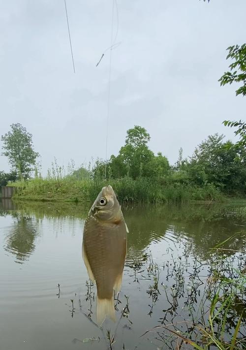 钓鱼技巧提竿的最佳时机是什么时候？如何判断？