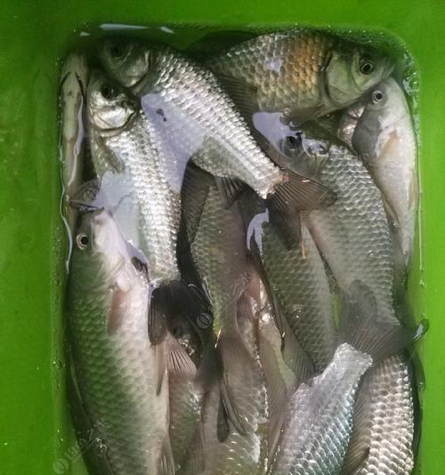 冬钓鲫鱼如何提高成功率？掌握哪些垂钓技巧教程？
