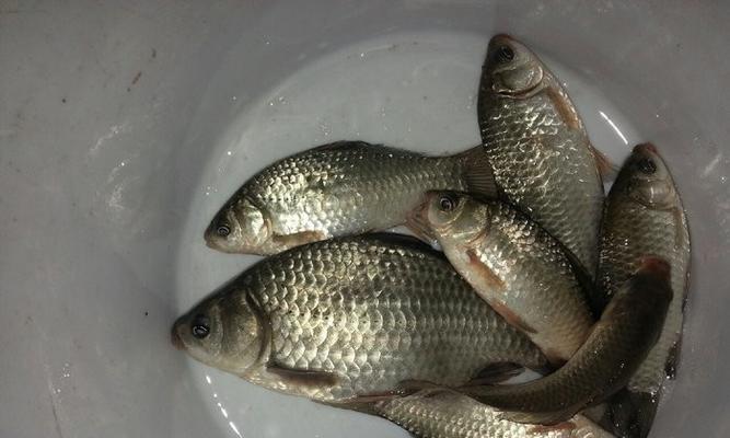 冬钓流水鲫鱼技巧有哪些？如何提高冬钓流水鲫鱼的成功率？