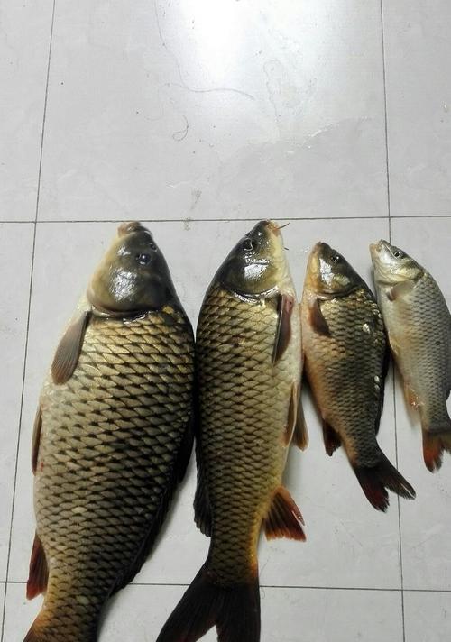 冬钓野钓鲤鱼技巧有哪些？如何提高冬季野钓鲤鱼的成功率？
