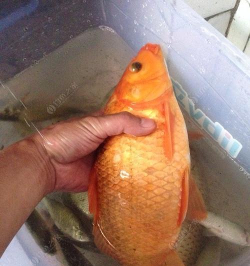 冬钓野钓鲤鱼技巧及方法是什么？如何提高冬季野钓鲤鱼的成功率？