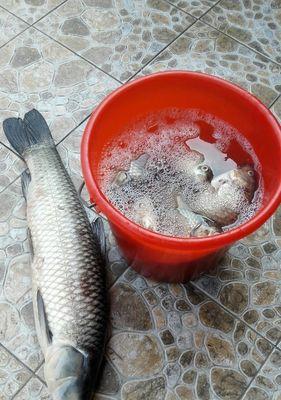 冬季如何钓到鳊鱼？掌握这些技巧轻松上钩！