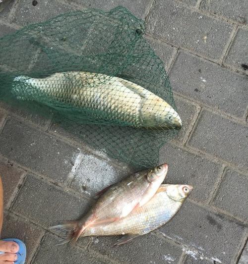 冬季如何钓到鳊鱼？掌握这些技巧轻松上钩！