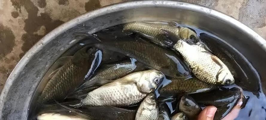 冬季冰钓鲫鱼调漂技巧教程？如何提高冰钓鲫鱼的成功率？