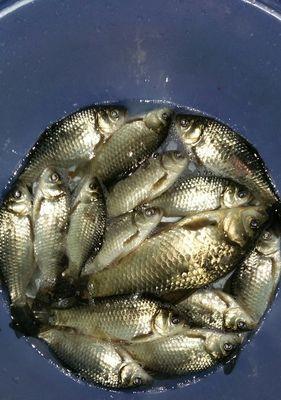 冬季冰钓浅水野塘钓鲫鱼技巧是什么？如何提高钓鲫鱼的成功率？