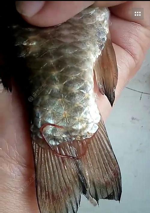 冬季草洞野钓鲫鱼技巧有哪些？如何提高钓获率？