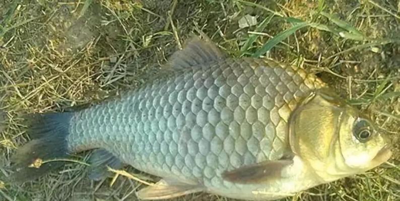 冬季池塘野钓鲫鱼技巧是什么？如何提高钓鲫鱼的成功率？
