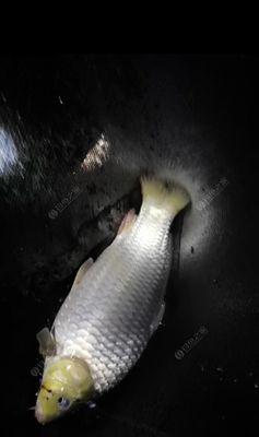 冬季钓鱼不开口怎么办？掌握这些小技巧轻松应对！
