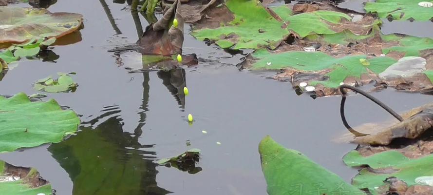 冬季七星漂野钓大板鲫技巧有哪些？如何提高钓获率？
