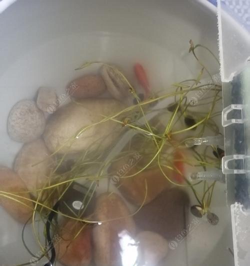 冬季串钩夜钓鲫鱼技巧有哪些？如何提高钓鲫鱼的成功率？