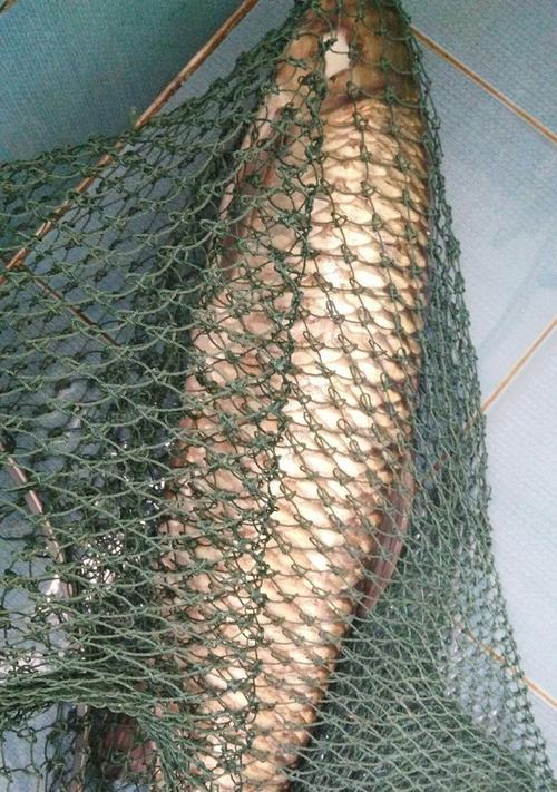 冬季垂钓草鱼技巧有哪些？如何提高垂钓成功率？