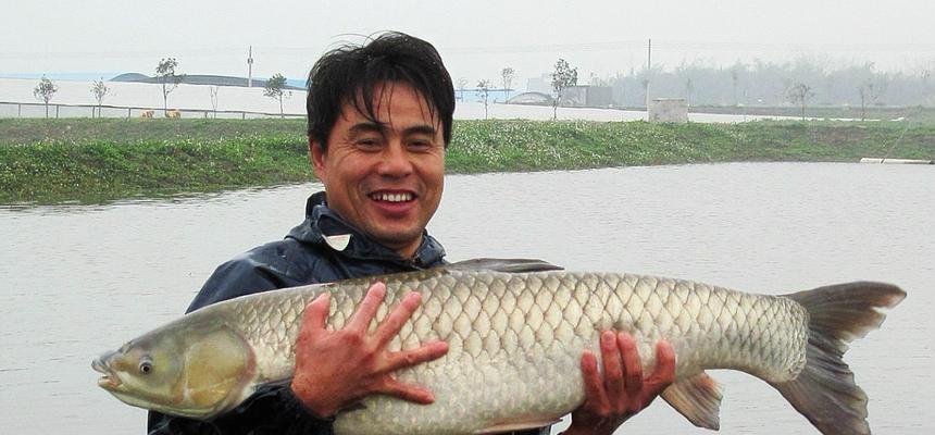 冬季垂钓草鱼有什么技巧？如何提高冬季垂钓草鱼的成功率？