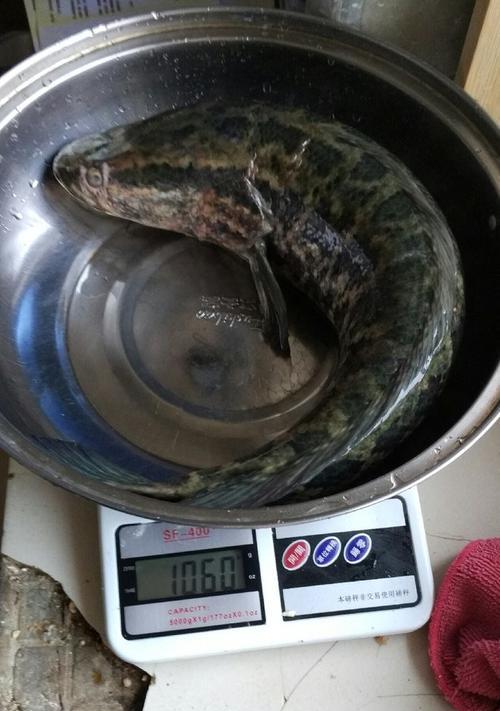 冬季垂钓黑鱼技巧有哪些？如何提高垂钓成功率？