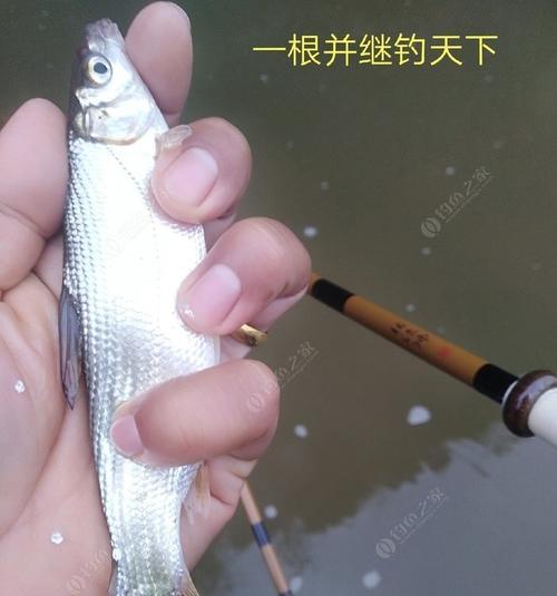 冬季垂钓黄尾技巧有哪些？如何提高冬季垂钓黄尾的成功率？