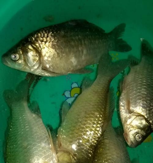 冬季垂钓鲫鱼实用技巧？如何提高冬季垂钓鲫鱼的成功率？