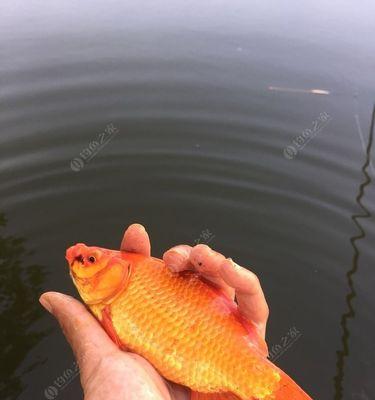 冬季垂钓鲤鱼方法和技巧是什么？如何提高冬季垂钓鲤鱼的成功率？