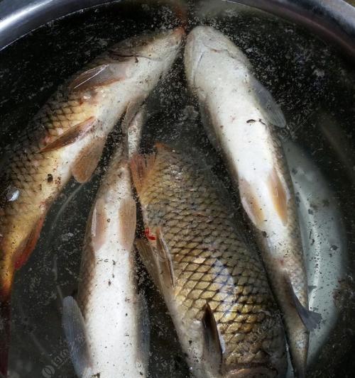 冬季大棚钓鱼技巧草鱼饵料配方是什么？如何提高钓鱼成功率？