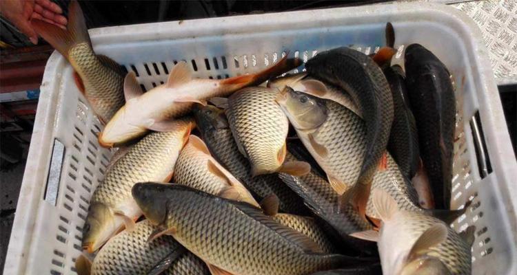 冬季大棚钓鱼配饵料有哪些技巧？如何根据季节调整钓鱼饵料？