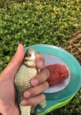 冬季大水面野钓技巧是什么？如何应对低温天气？