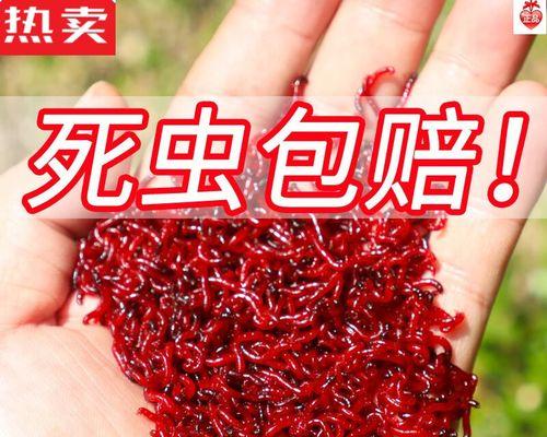 冬季钓鱼用红虫效果好吗？如何正确使用红虫钓鱼？