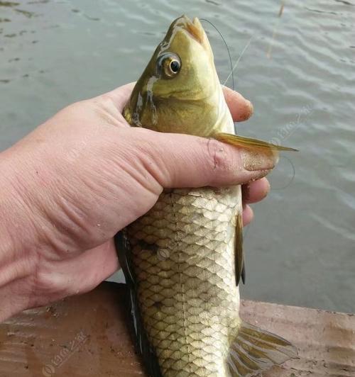 冬季钓浮鱼的最佳方法和技巧是什么？如何提高冬季钓鱼的技巧？