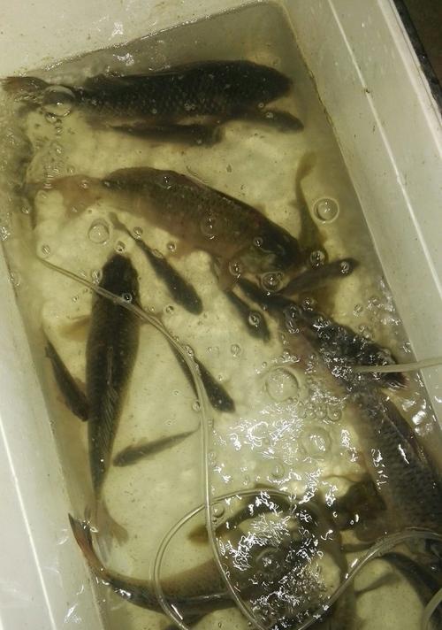 冬季钓竿坑夜钓技巧有哪些？如何提高夜钓成功率？