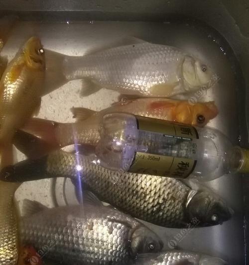 冬季钓鲫鱼夜钓技巧有哪些？如何提高夜钓鲫鱼的收获？